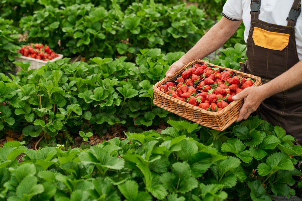 Organic Gardening